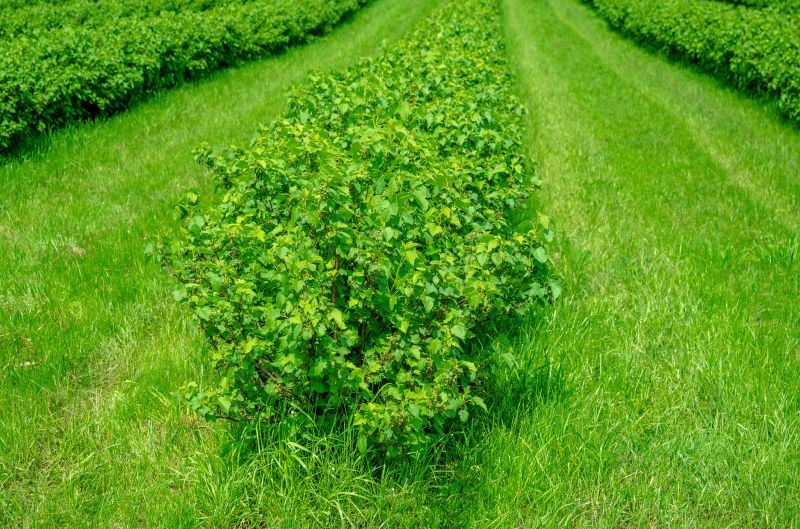 Hedge Care