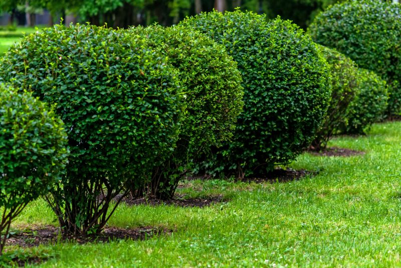 Pruned Bushes in a Garden